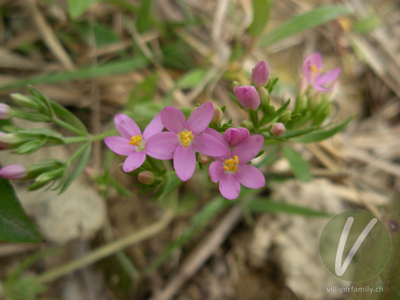 Echtes Tausendgüldenkraut: Blüten