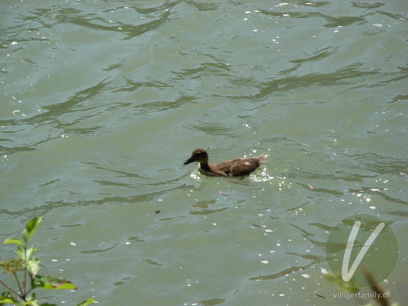 Stockente: 