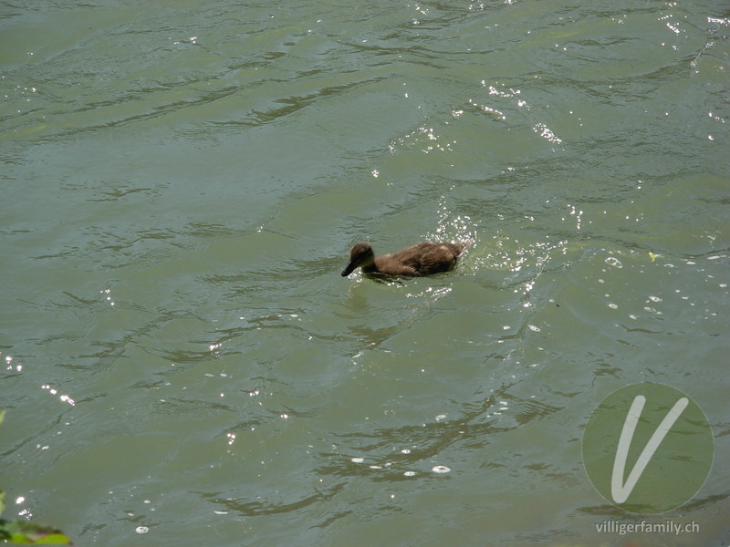 Stockente: 