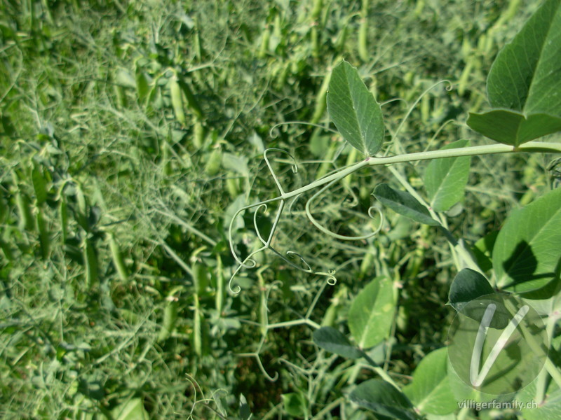 Garten-Erbse: Blätter