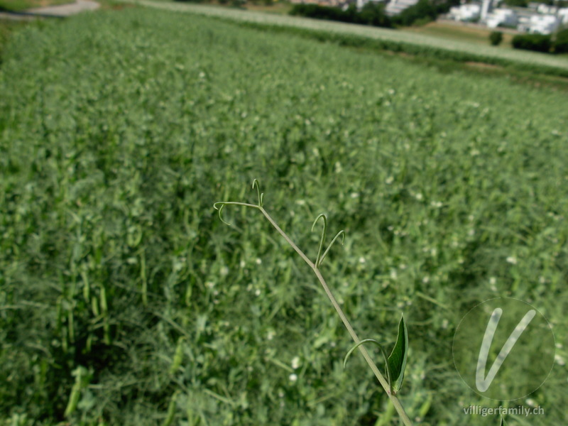Garten-Erbse: Blätter