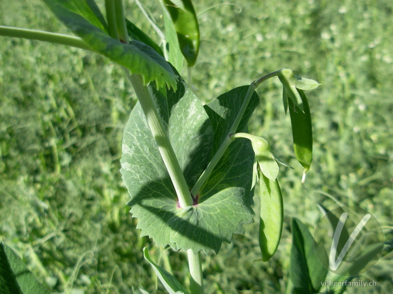 Garten-Erbse: Blätter, Stengel, Früchte