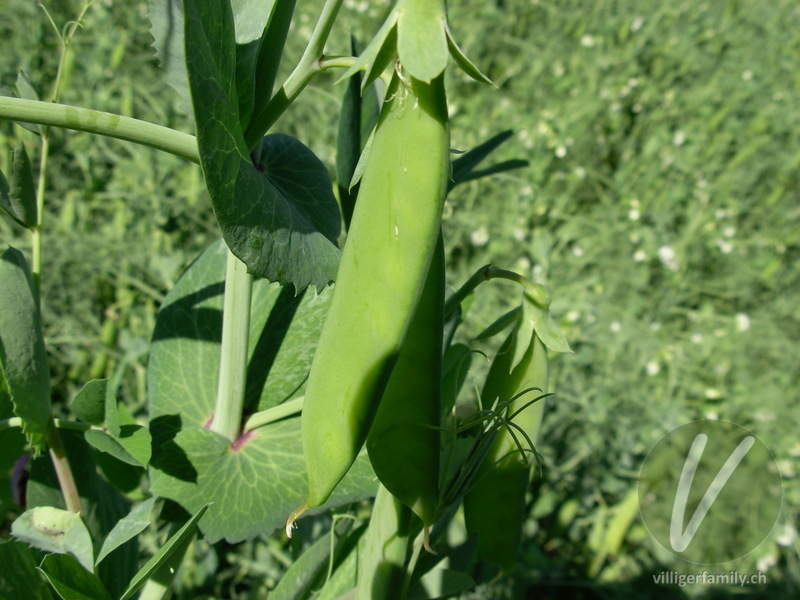 Garten-Erbse: Früchte