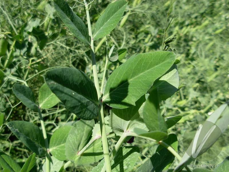 Garten-Erbse: Blätter
