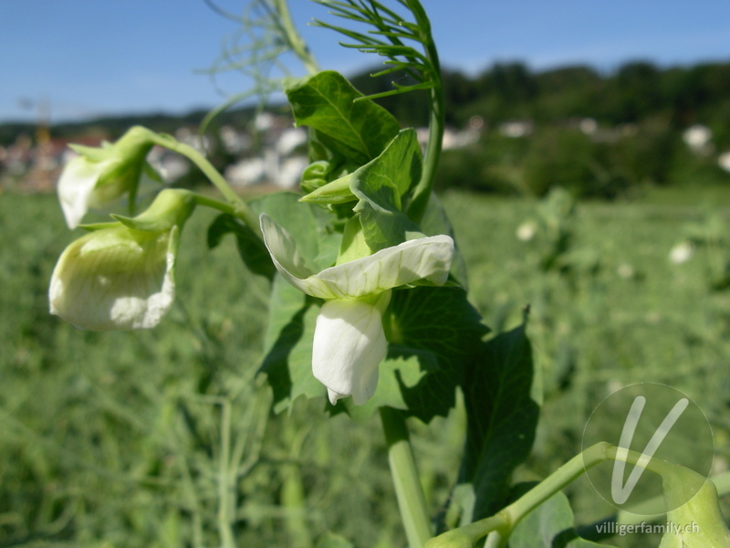 Garten-Erbse: Blüten