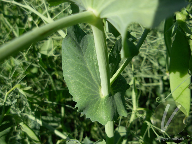 Garten-Erbse: Blätter, Stengel