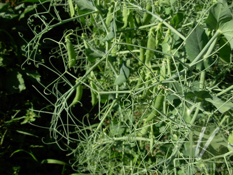 Garten-Erbse: Blätter