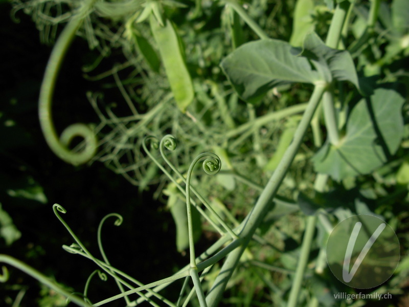 Garten-Erbse: Blätter