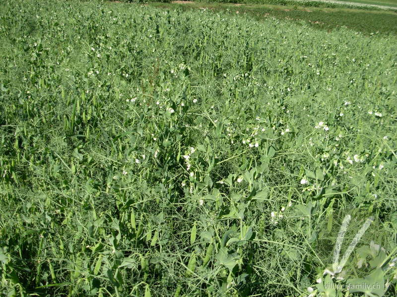Garten-Erbse: Gesamtbild