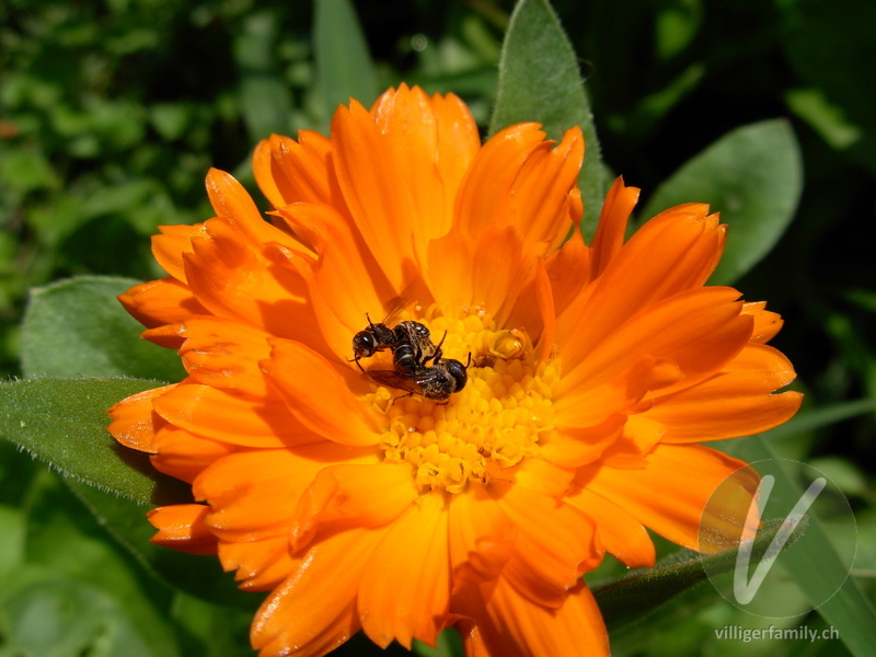 Winzige Furchenbiene: 
