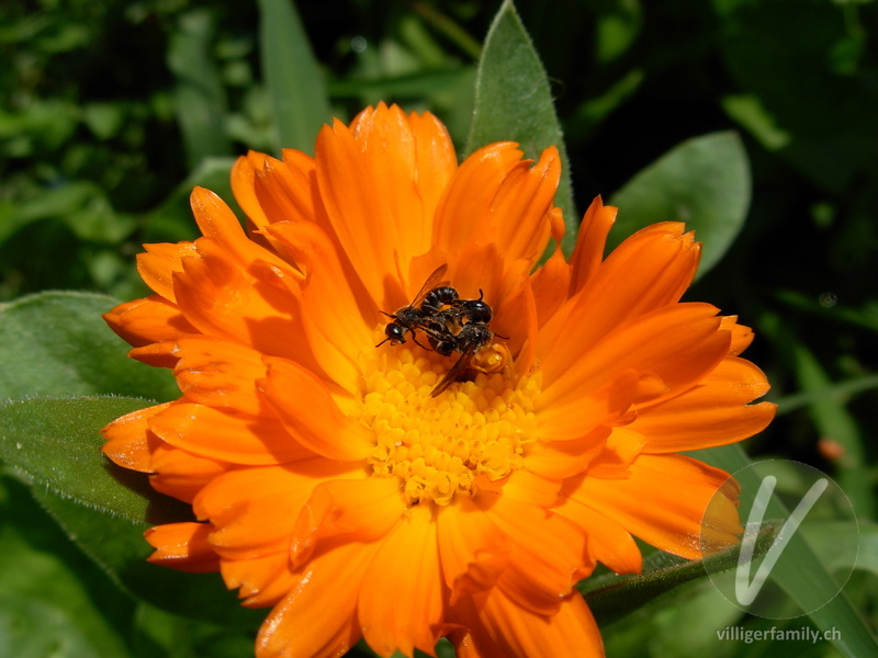 Winzige Furchenbiene: 