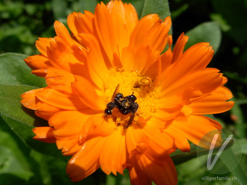 Winzige Furchenbiene: 