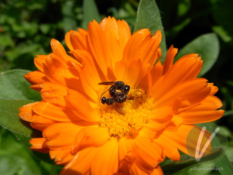 Winzige Furchenbiene: 