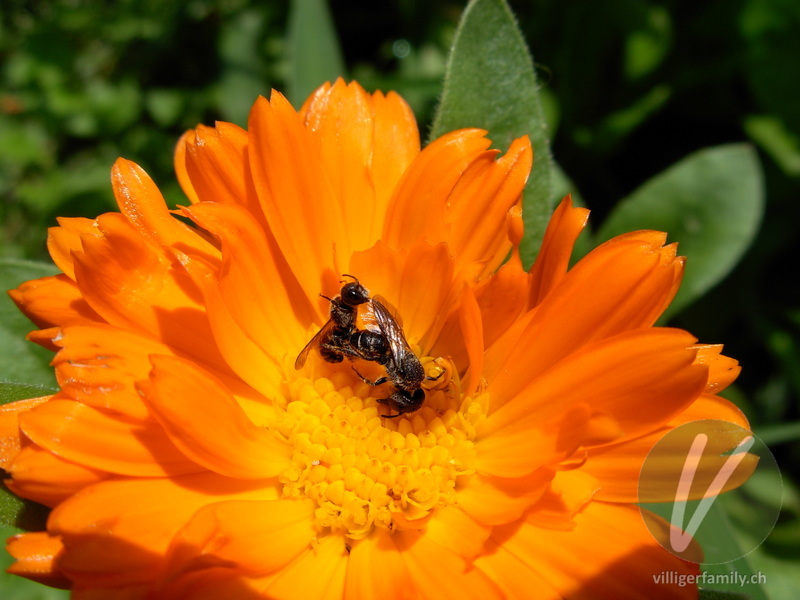 Winzige Furchenbiene: 