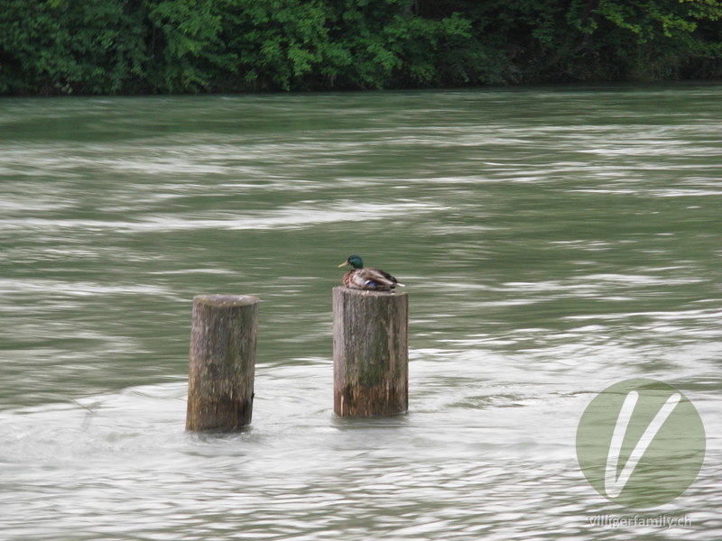 Stockente: 