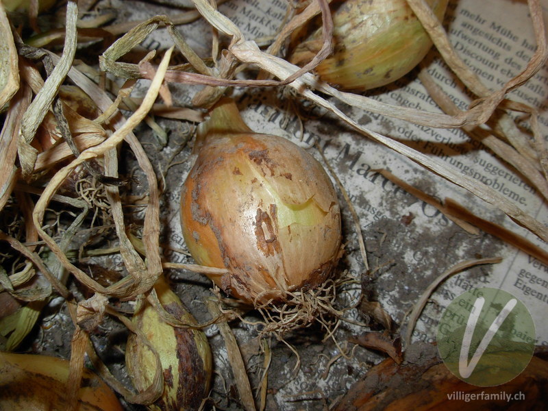 Küchen-Zwiebel: Wurzeln