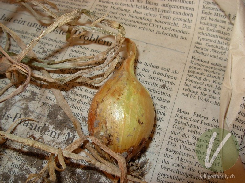 Küchen-Zwiebel: Wurzeln