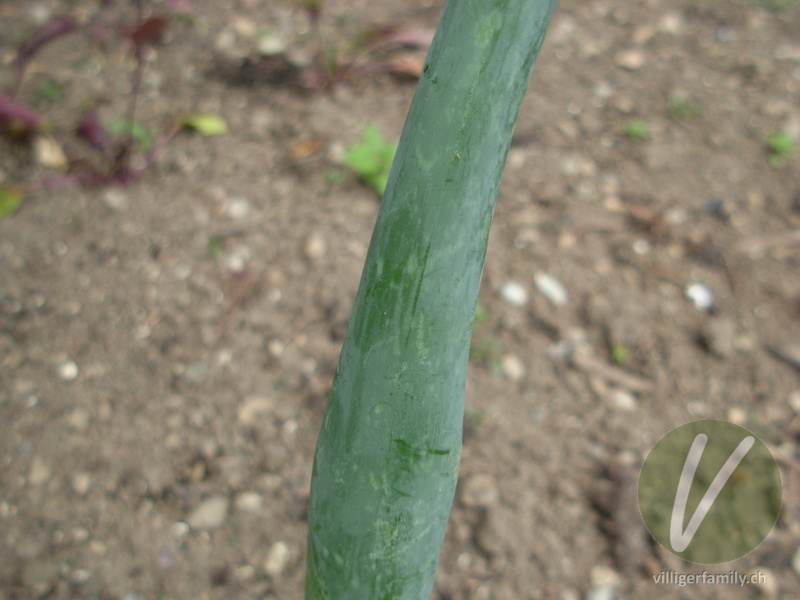 Küchen-Zwiebel: Stengel