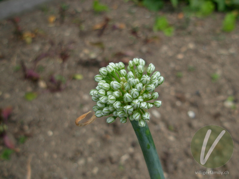 Küchen-Zwiebel: Blüten
