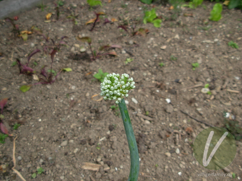 Küchen-Zwiebel: Blüten