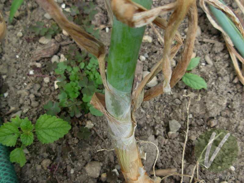 Küchen-Zwiebel: Stengel