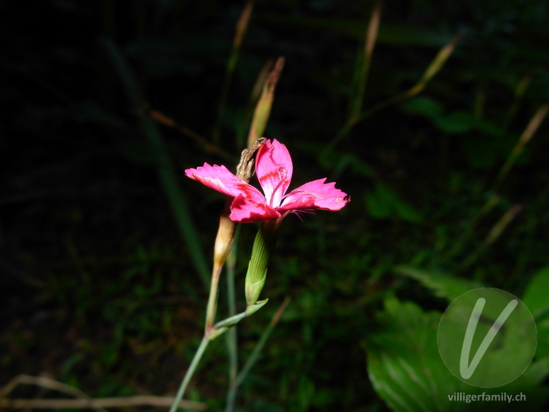 Heide-Nelke: Blüten