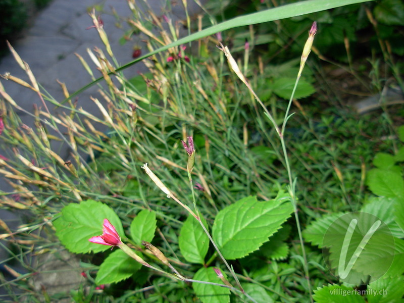Heide-Nelke: Blüten