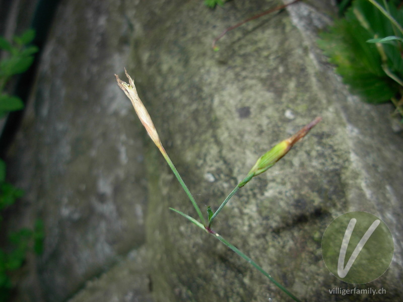 Heide-Nelke: Blüten