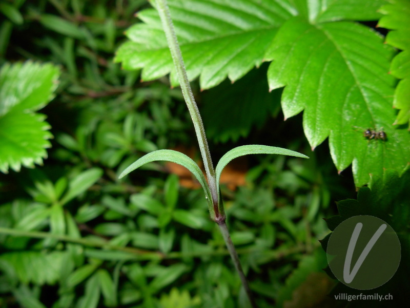 Heide-Nelke: Blätter, Stengel