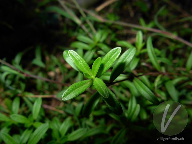 Heide-Nelke: Blätter