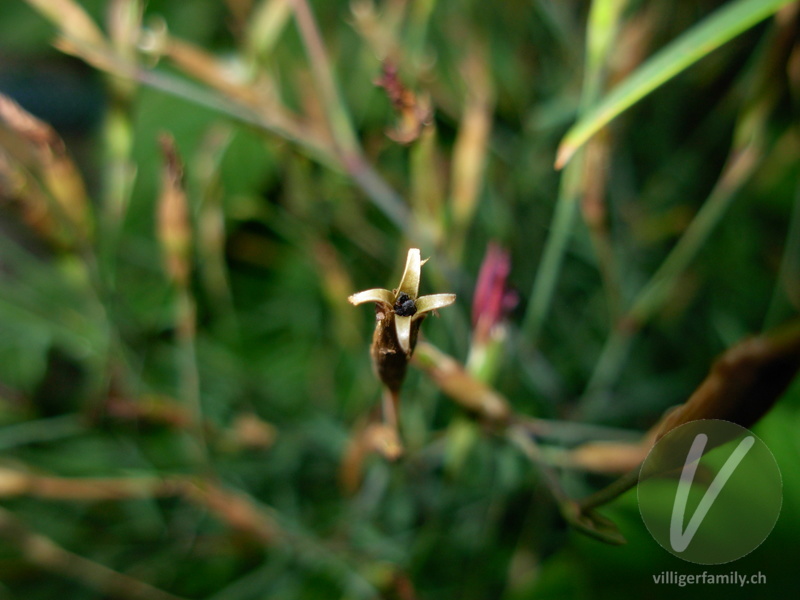 Heide-Nelke: Früchte