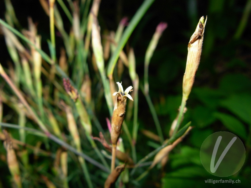 Heide-Nelke: Früchte