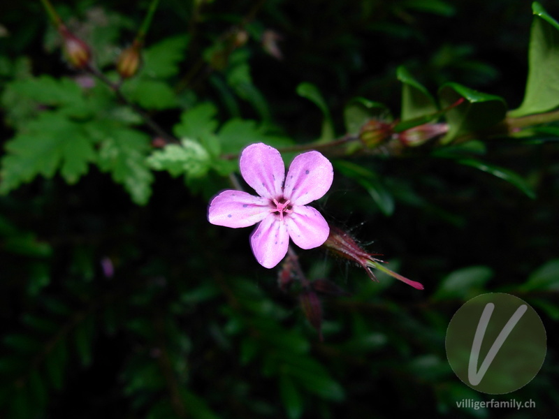 Ruprechtskraut: Blüten