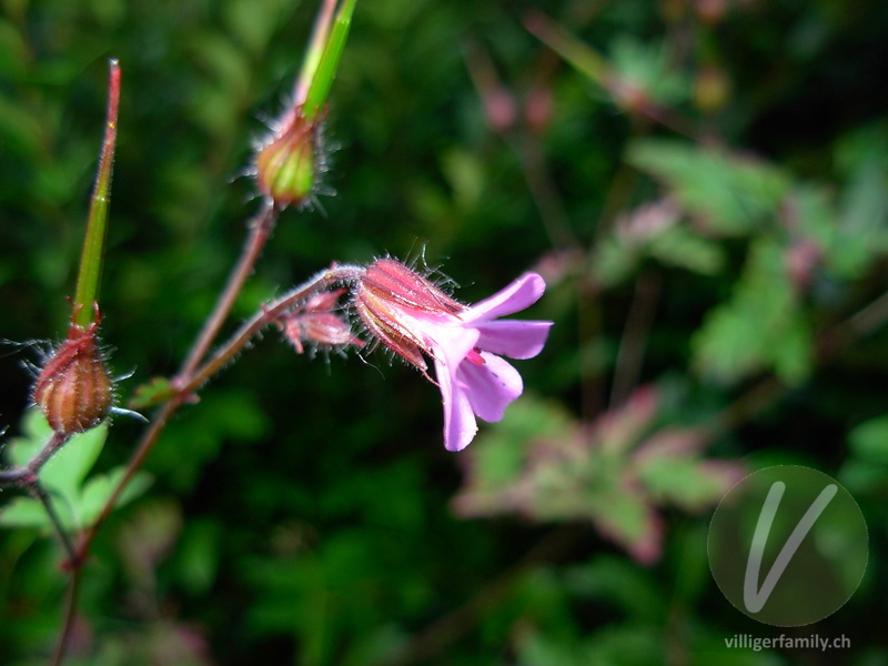 Ruprechtskraut: Blüten