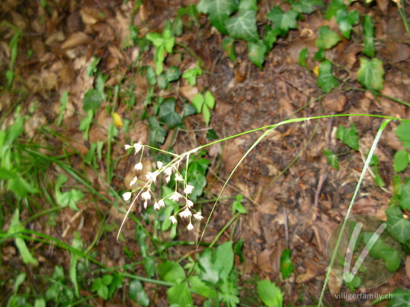 Weissliche Hainsimse: Blüten