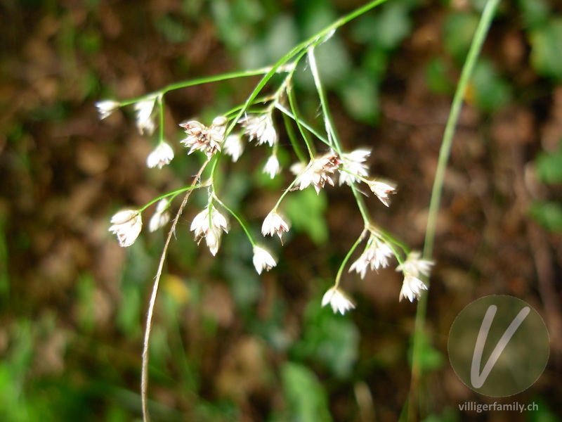Weissliche Hainsimse: Blüten