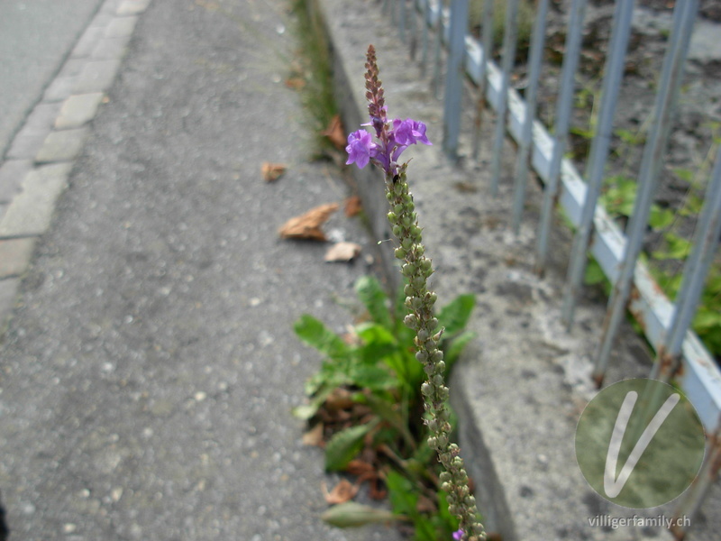 Purpur-Leinkraut: Blüten, Gesamtbild