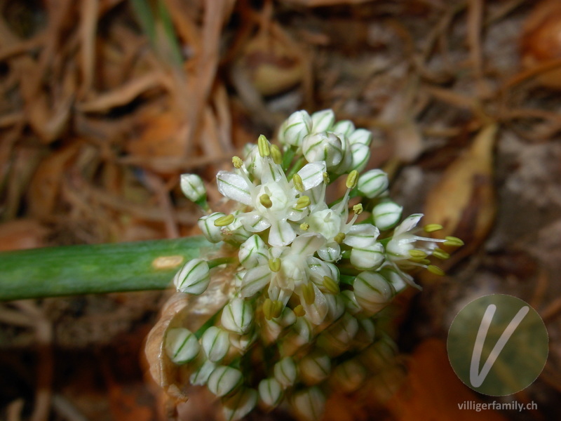 Küchen-Zwiebel: Blüten