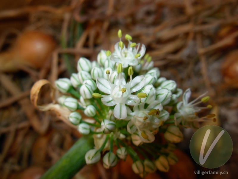 Küchen-Zwiebel: Blüten