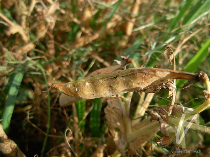 Garten-Erbse: Früchte