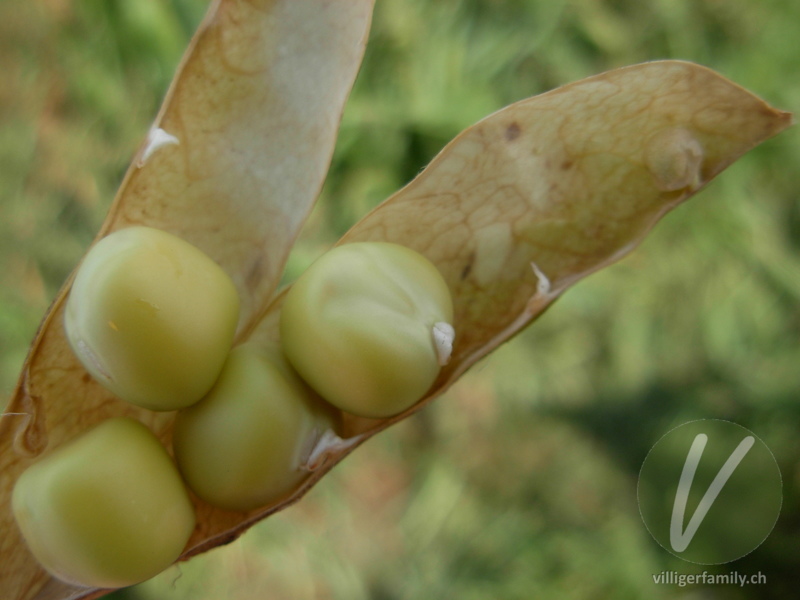 Garten-Erbse: Früchte
