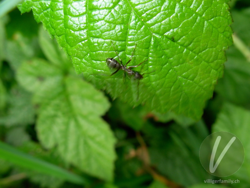 Schwarze Wegameise: 