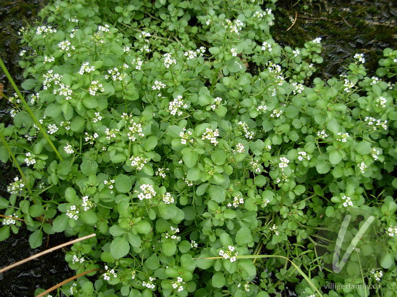 Echte Brunnenkresse: Blüten, Gesamtbild