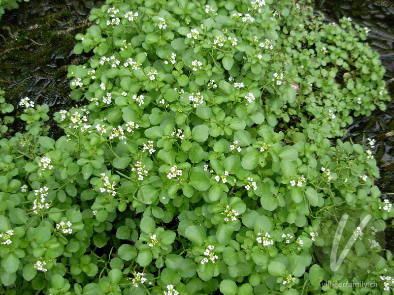 Echte Brunnenkresse: Gesamtbild