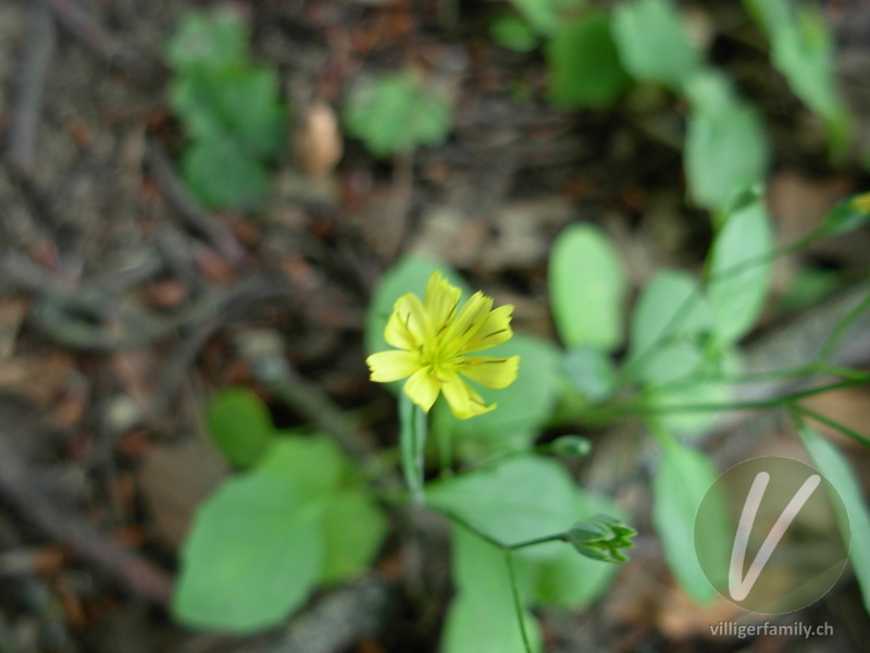 Rainkohl: Blüten