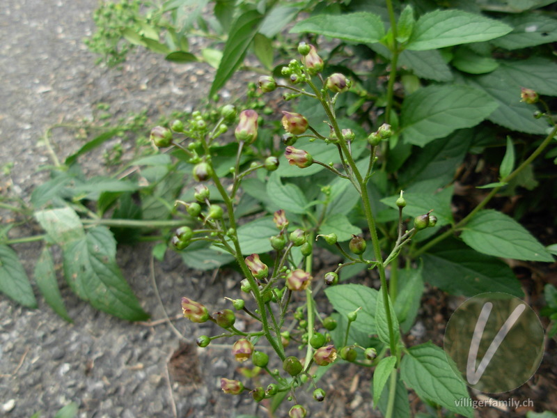 Knotige Braunwurz: Blüten, Gesamtbild