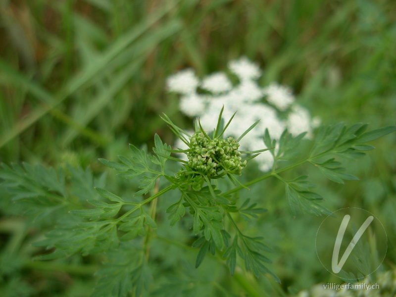 Silge: Blüten