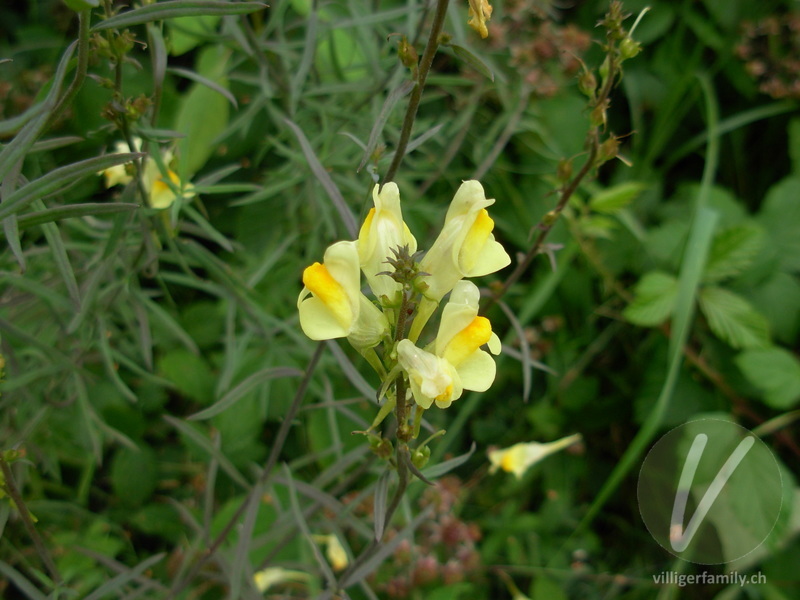 Gemeines Leinkraut: Blüten