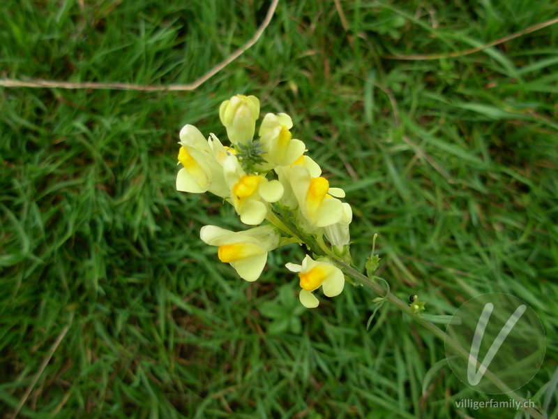 Gemeines Leinkraut: Blüten