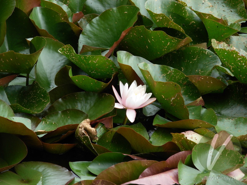 Weisse Seerose: Blüten
